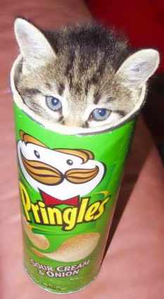 Kot w tubie Pringles