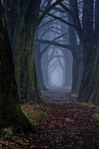 Ścieżka w niebieskim lesie
